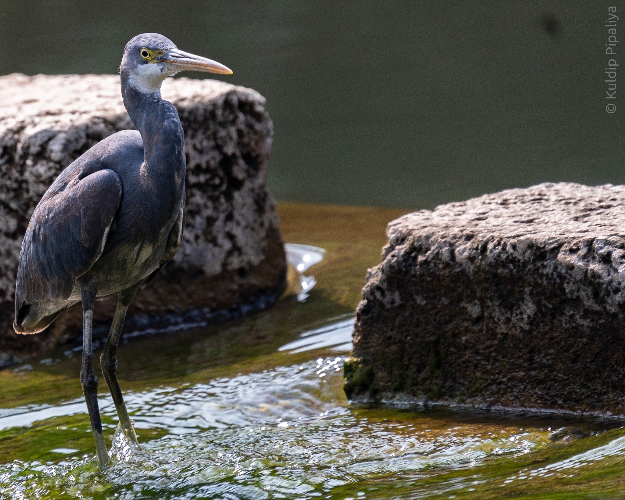 Wildlife photography of a bird